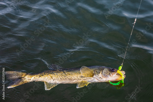 Fresh caught walleye in the water with a green lure in it's mouth, Lac Ste. Anne; Alberta Beach, Alberta, Canada photo
