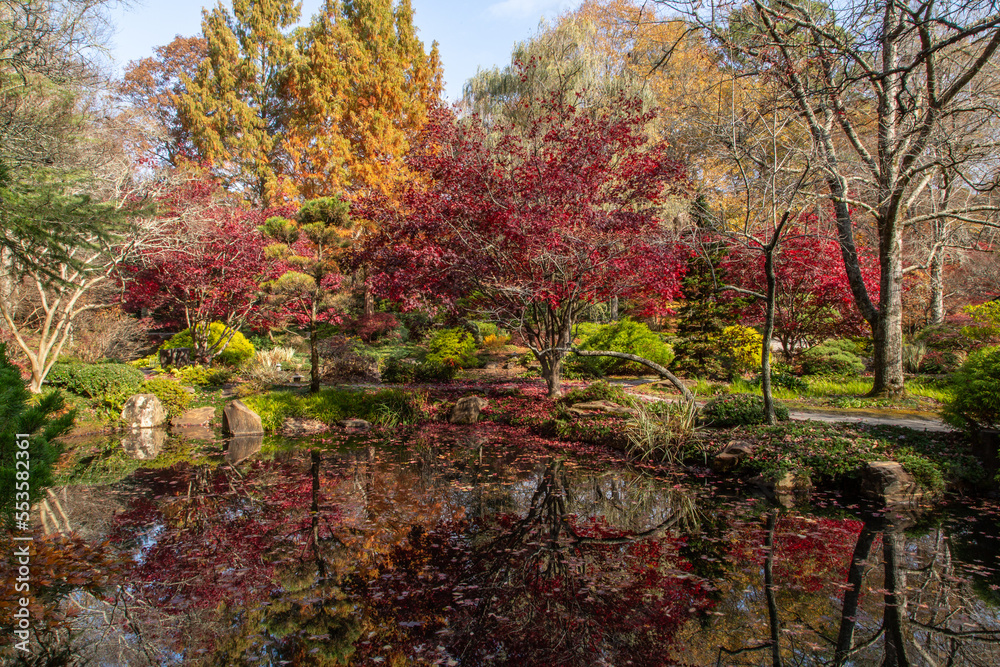 Autumn trees reflected in pond