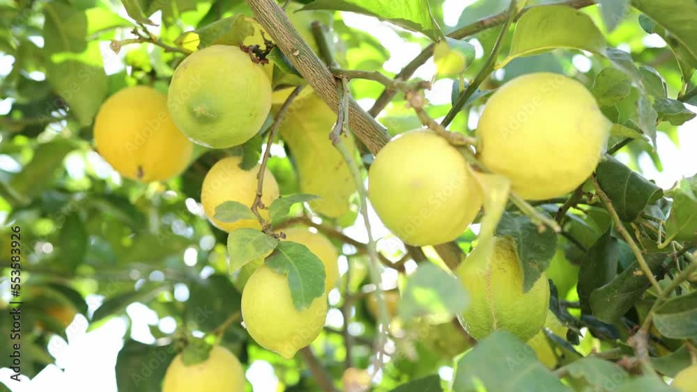 Big yellow ripe Lemons hanging on the tree with sunshine. Mediterranean agriculture. Winter ripe lemons harvest Big yellow ripe Lemons hanging on the tree with sunshine. Mediterranean agriculture. Winter ripe lemons harvest