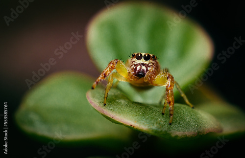 jumping spider on a leaf in the forest