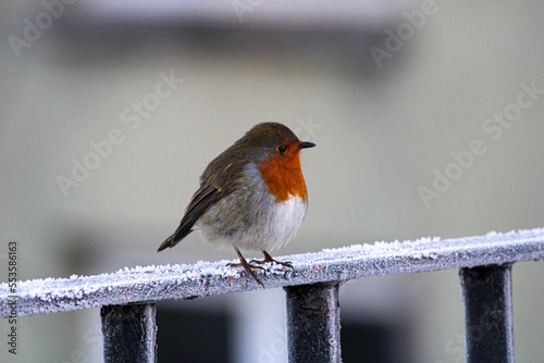 robin perched on a frosted fence on a cold winter day in Edinburgh Scotland 
