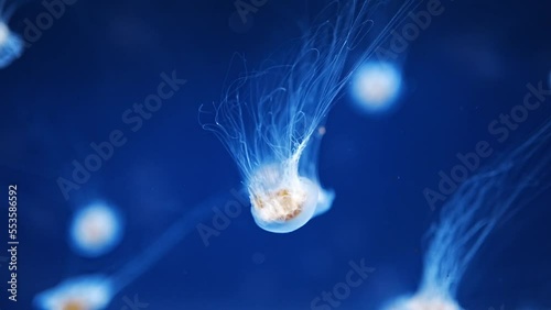 Beautiful jellyfish in the neon light in aquarium, nature background photo