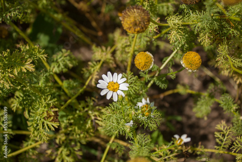 Anacyclus officinarum photo