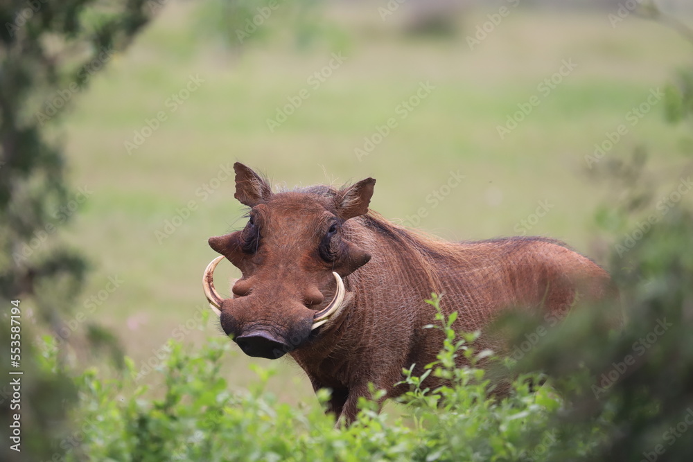 Warthog in the wild, South Africa Warthog in the wild, South Africa