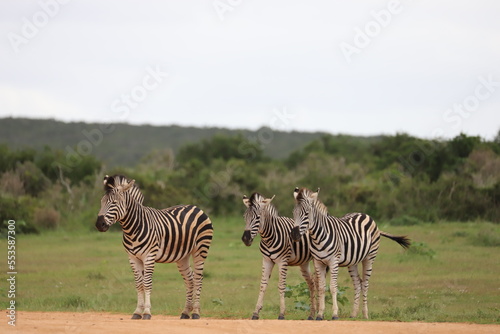 three zebras in South Africa
