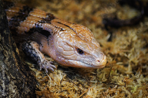 bearded dragon lizard