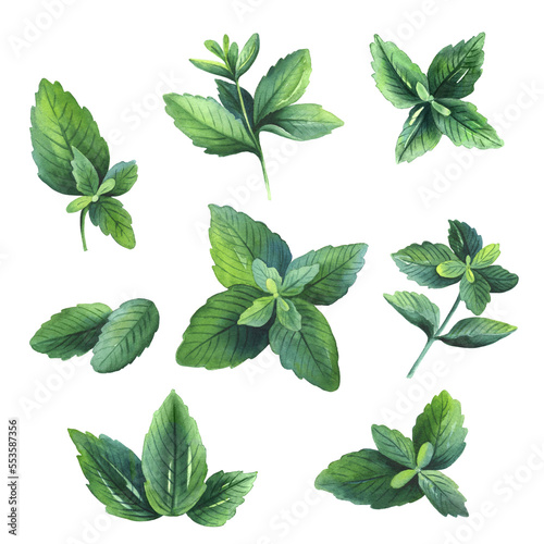 Set of realistic mint and peppermint leaves. Isolated on background. Hand drawn watercolor botanical illustration.