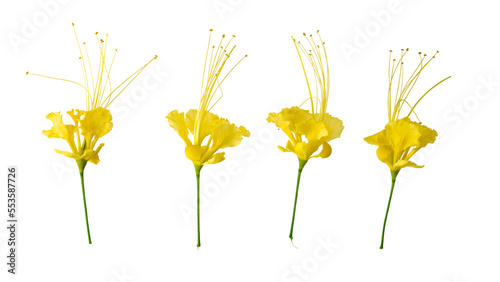 Caesalpinia pulcherrima flowers isolated and cut out. The common names are: peacock flower, Mexican bird of paradise, dwarf poinciana, pride of Barbados photo