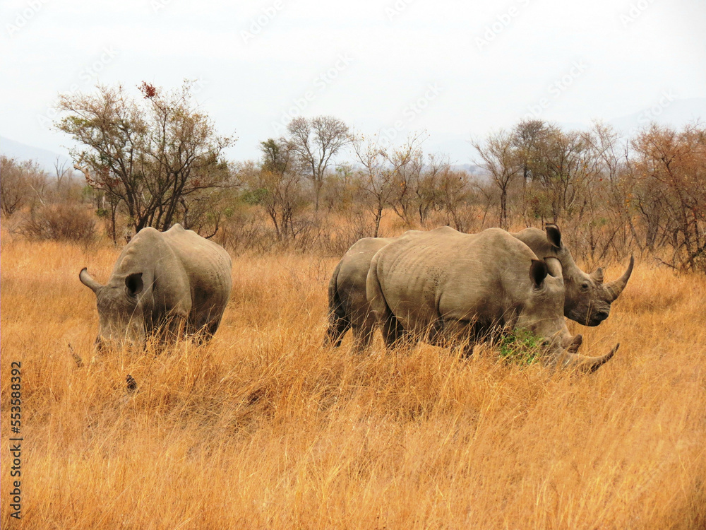 Obraz premium Rinoceronte blanco.