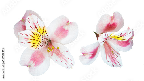 Alstroemeria, commonly called the Peruvian lily or lily of the Incas, native to South America isolated and cut out.