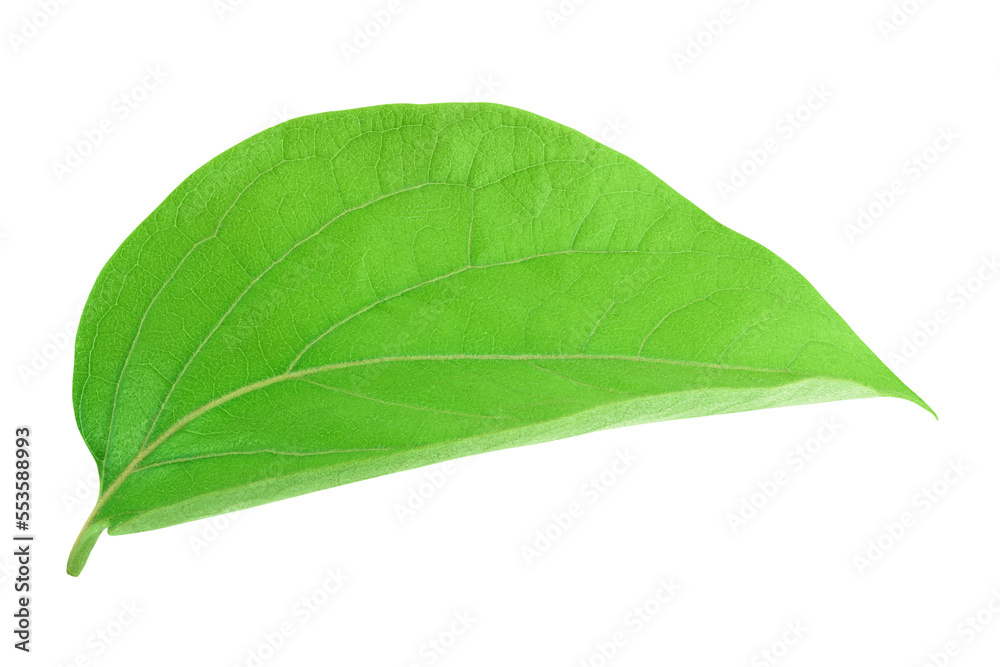 Obraz premium leaf of persimmon fruit isolated on white background with full depth of field