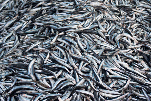 Fresh sea fish anchovy (Engraulis encrasicolus) on the counter of the fish market. Background of small fish