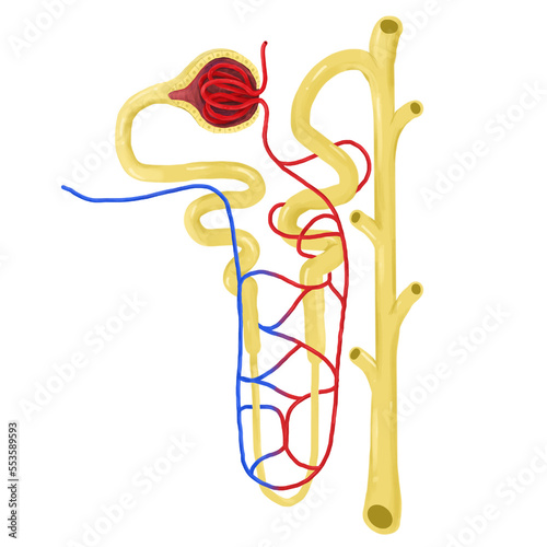 The nephron in the kidney. photo