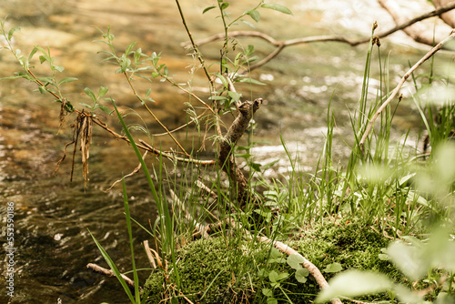 Beautiful greenery by river © Larouphoto