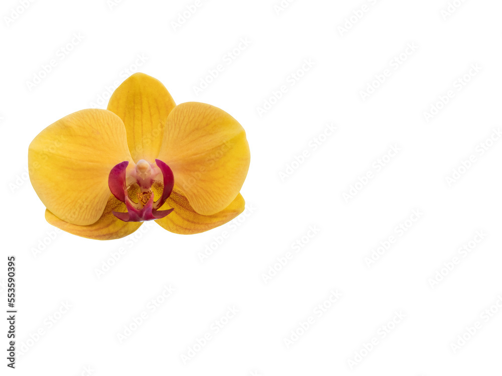 Phalaenopsis orchid, moth orchid, butterfly, anggrek bulan or moon orchid. Selective focus. Isolated on white background and cut out.