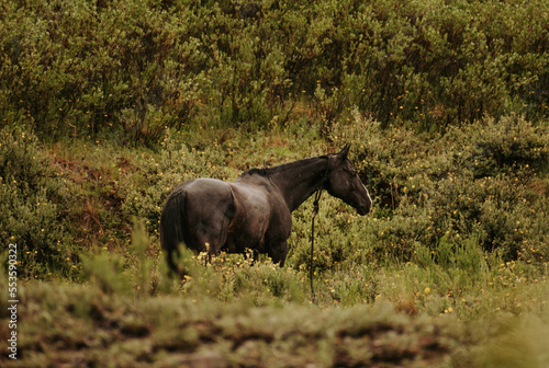 Black horse in grass