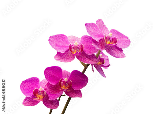 Fototapeta Naklejka Na Ścianę i Meble -  Phalaenopsis orchid, moth orchid, butterfly, anggrek bulan or moon orchid. Selective focus. Isolated on white background and cut out.