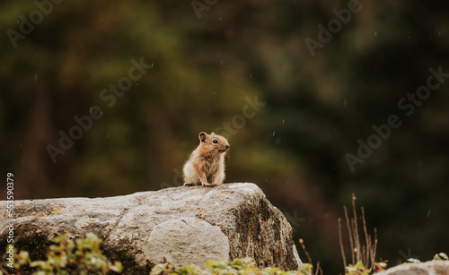 Chipmunk on rock © Larouphoto