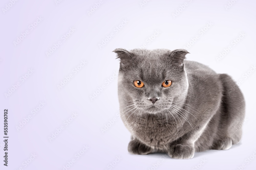 Cute young domestic cat on background
