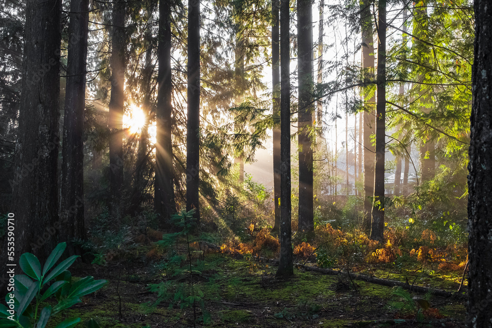 Spring forest landscape, seasonal nature view, green trees sun rays morning. Light shining down in nature