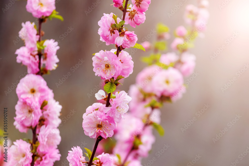 Sakura branches with lush pink flowers on a dark background in sunny weather Sakura branches with lush pink flowers on a dark background in sunny weather