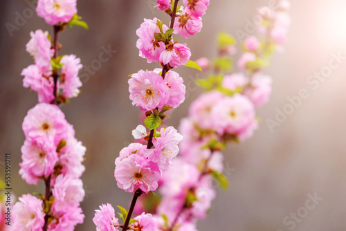 Sakura branches with lush pink flowers on a dark background in sunny weather