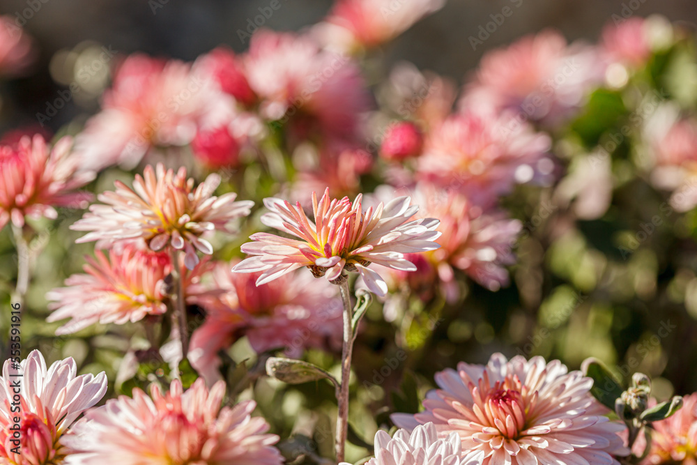 Fototapeta premium beautiful chrysanthemum flower bushes pink colors