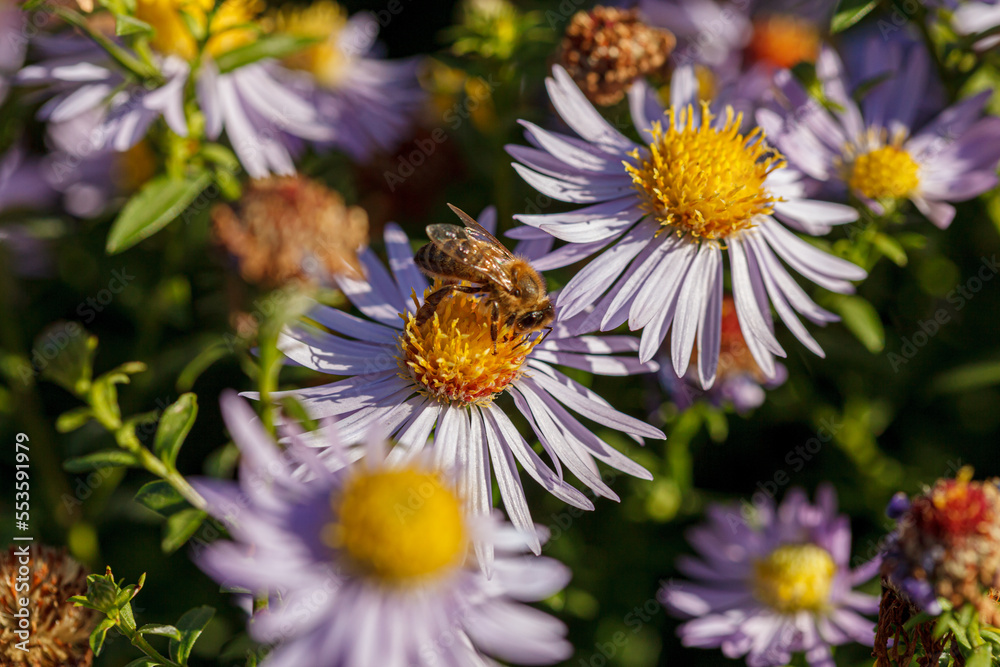 beautiful chrysanthemum flower bushes purple colors