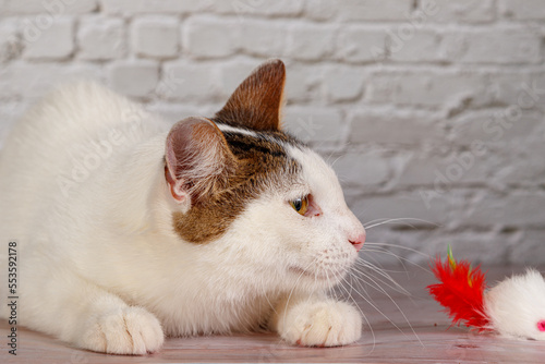 beautiful white cat lies with toys close-up photo