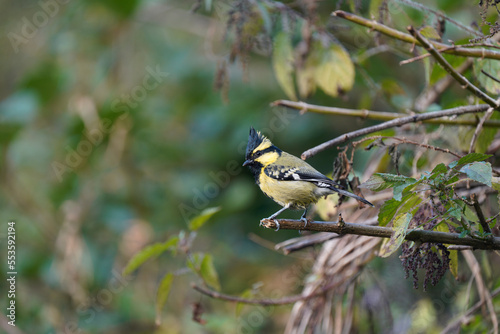Black-lored tit with black and yellow colors