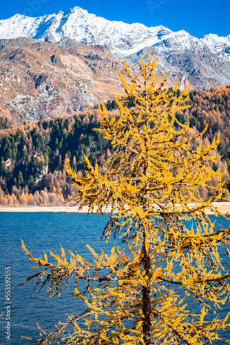 Autumn landscape with yellow colored needles of a larch tree along the shore of Lake Sils with snow-capped mountains in the background