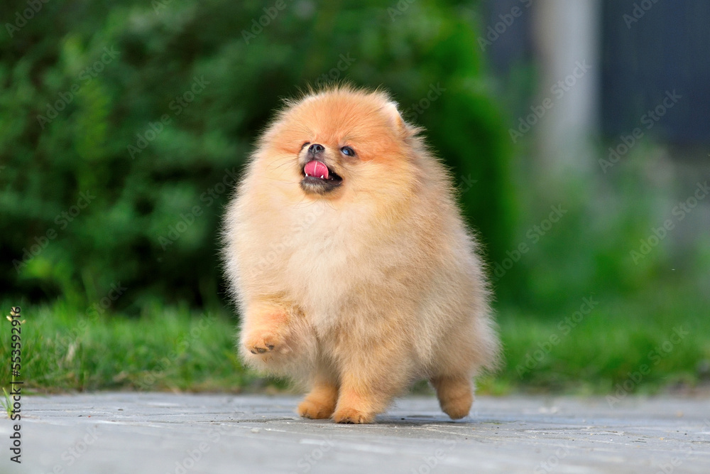 Playing cute puppy Playing cute puppy