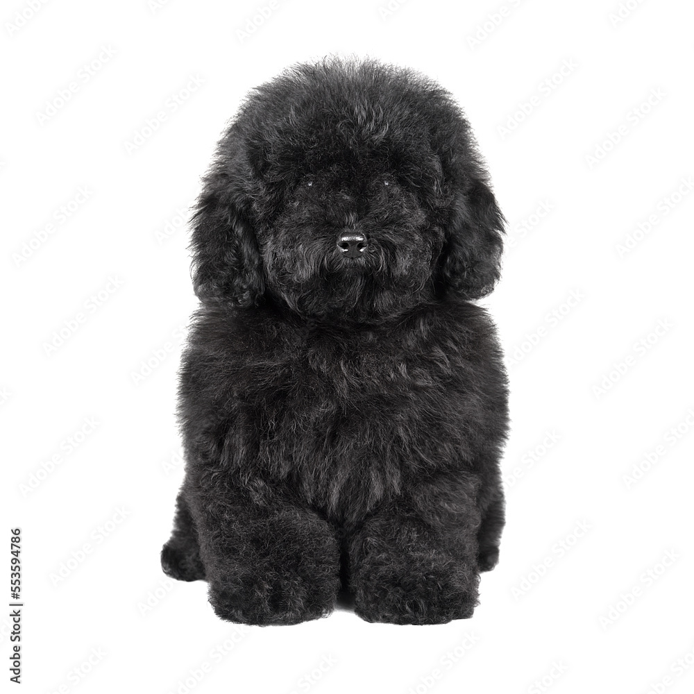 Black cute maltipu puppy