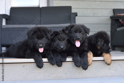 Four German shepherd puppies resting