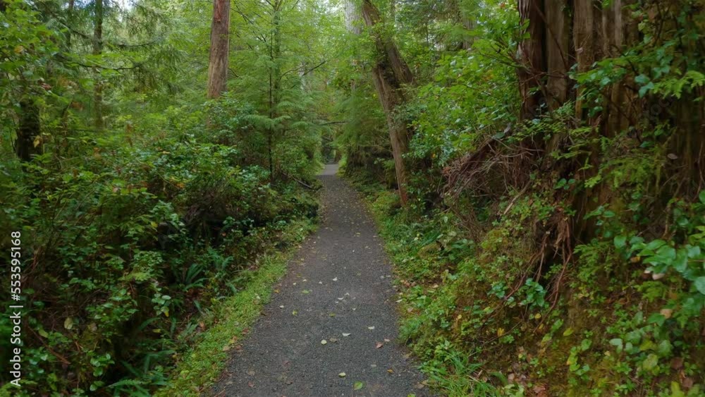 Scenic Hiking Trail in the Rainforest with vibrant green trees. San Josef Bay, Cape Scott Provincial Park, Northern Vancouver Island, BC, Canada. Canadian Nature Background. Cinematic 4k Scenic Hiking Trail in the Rainforest with vibrant green trees. San Josef Bay, Cape Scott Provincial Park, Northern Vancouver Island, BC, Canada. Canadian Nature Background. Cinematic 4k