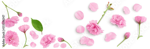 Sakura flower cherry blossom isolated on white background with full depth of field. Top view. Flat lay