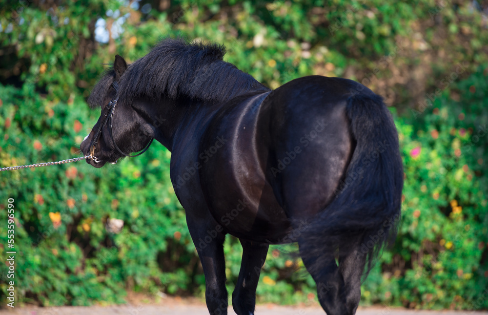 beautiful black welsh pony. back view beautiful black welsh pony. back view