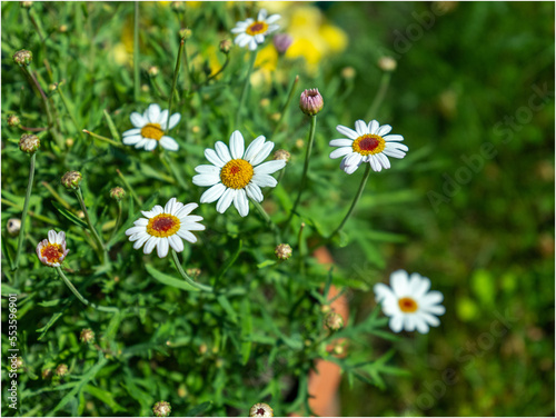 Wild chamomiles in a summer field. Outdoor nature. Plant.