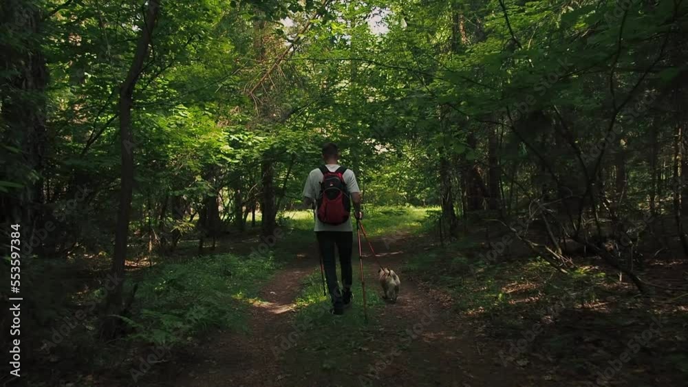Active young man with nordic walking sticks walks in forest with pug dog. Healthy lifestyle and travel with pet concept Active young man with nordic walking sticks walks in forest with pug dog. Healthy lifestyle and travel with pet concept