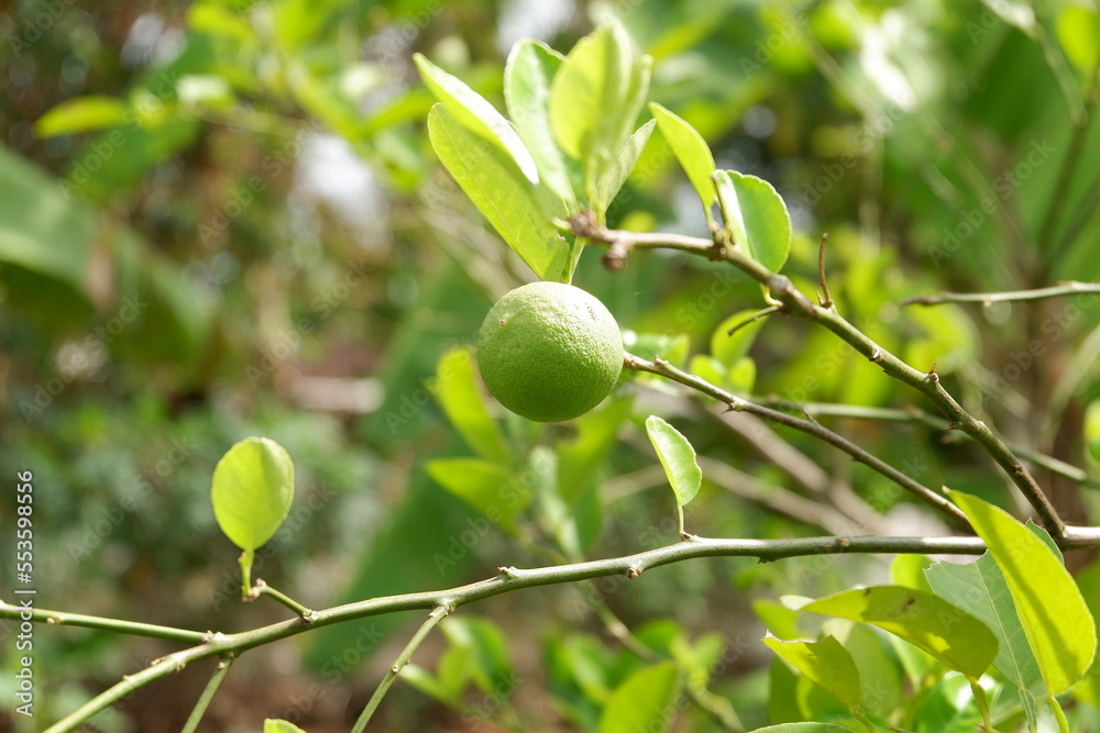 fresh lime hanging on the tree