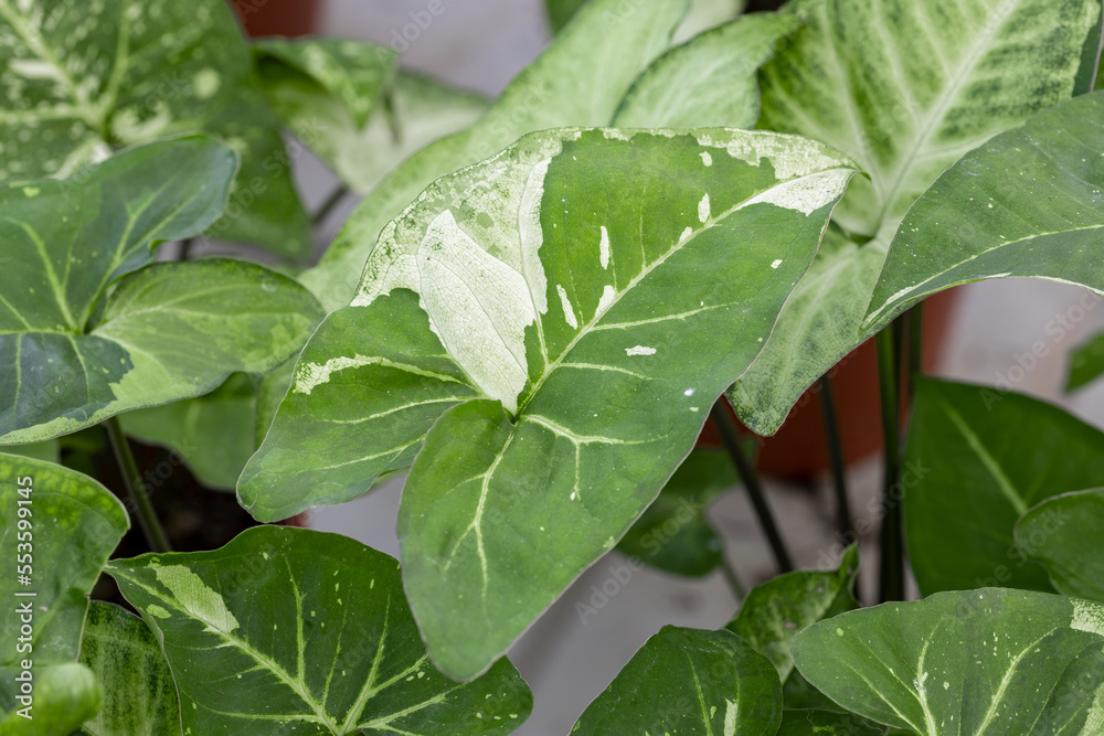 Obraz premium Syngonium “Panda” leaves. Close up on the leaves of this tropical plant. It has beautiful speckled foliage on each leaf. It is a popular houseplant.