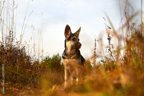 Dog German Shepherd on nature landscape in an autumn or summer day © keleny