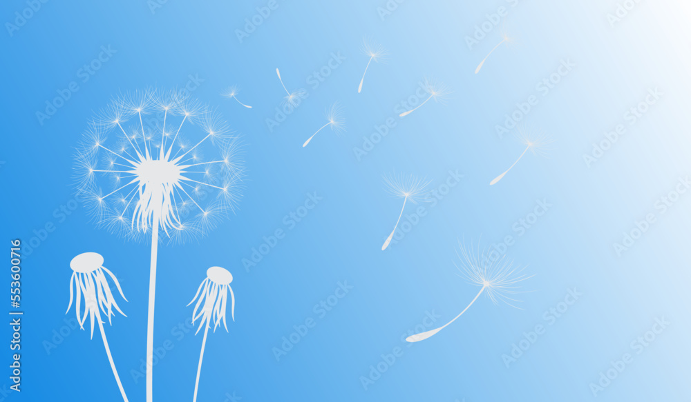 Vector illustration of dandelion time. White Beautiful Dandelion seeds blowing in the wind. The wind inflates a dandelion isolated in editable background.