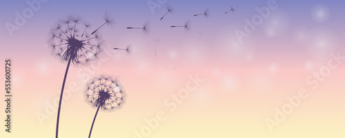 Vector illustration of dandelion time. White Beautiful Dandelion seeds blowing in the wind. The wind inflates a dandelion isolated in editable background.