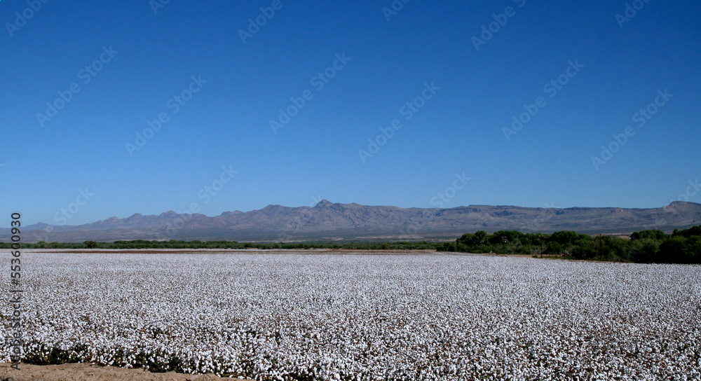 Arizona cotton fields forever.