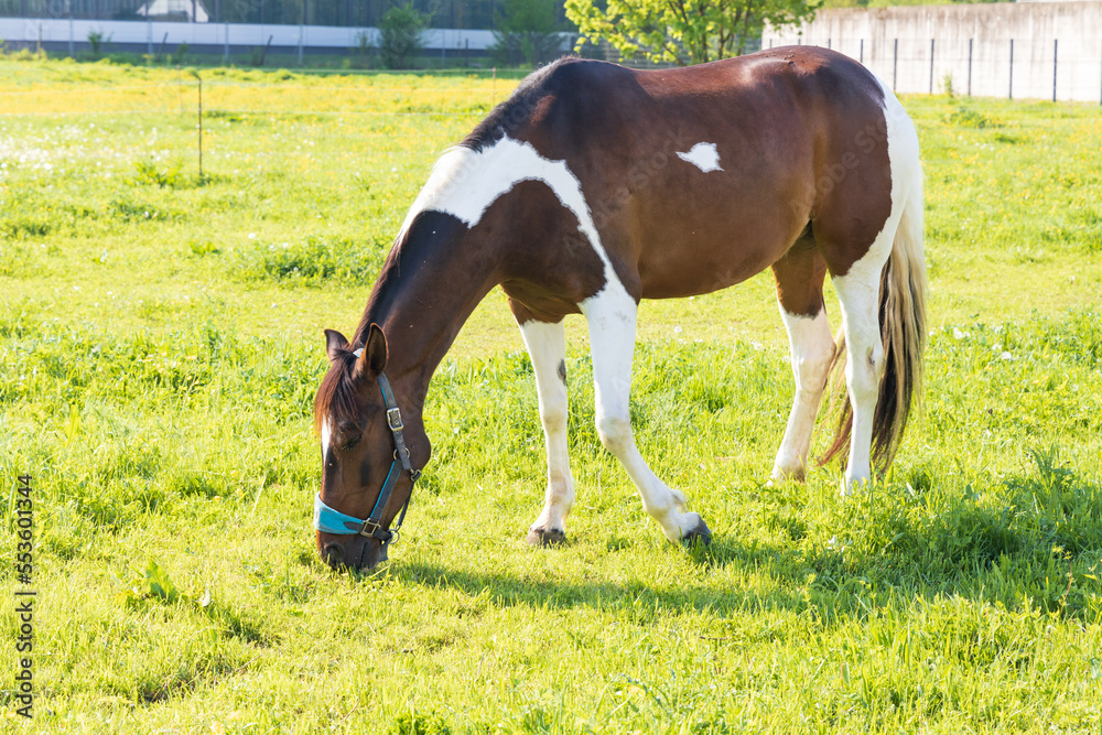 Obraz premium Brown and white horse in green pasture