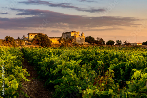 Marsala, Sicily, Italy - July 10, 2020: Vineyards and farmhouse in background in Marsala in Sicily, Italy