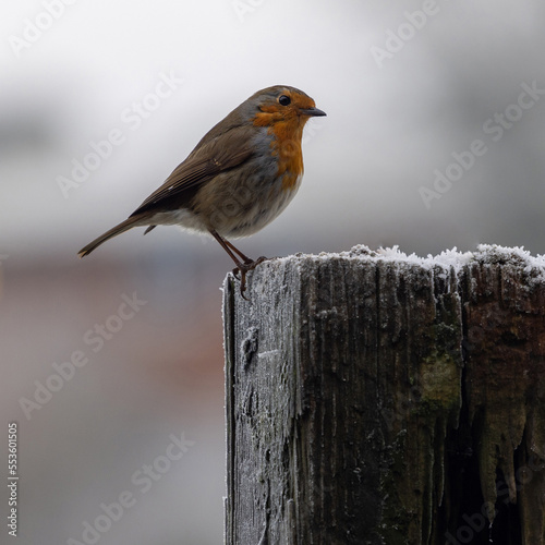 Robin perched on a fence post with winter frost. England UK (ID: 553601505)