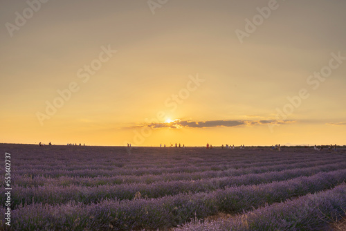 Spectacular sunset in Brihuega amidst lavender fields in July, Spain