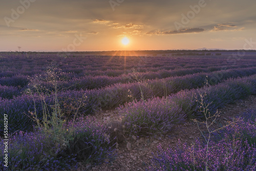 Spectacular sunset in Brihuega amidst lavender fields in July  Spain